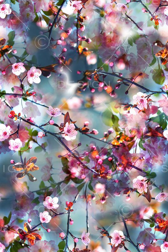 樱花印花华亿平台图片