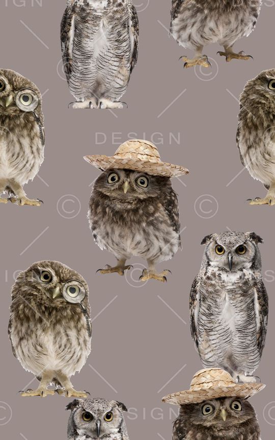 抽象3D动物猫头鹰数码印花印花华亿平台图片