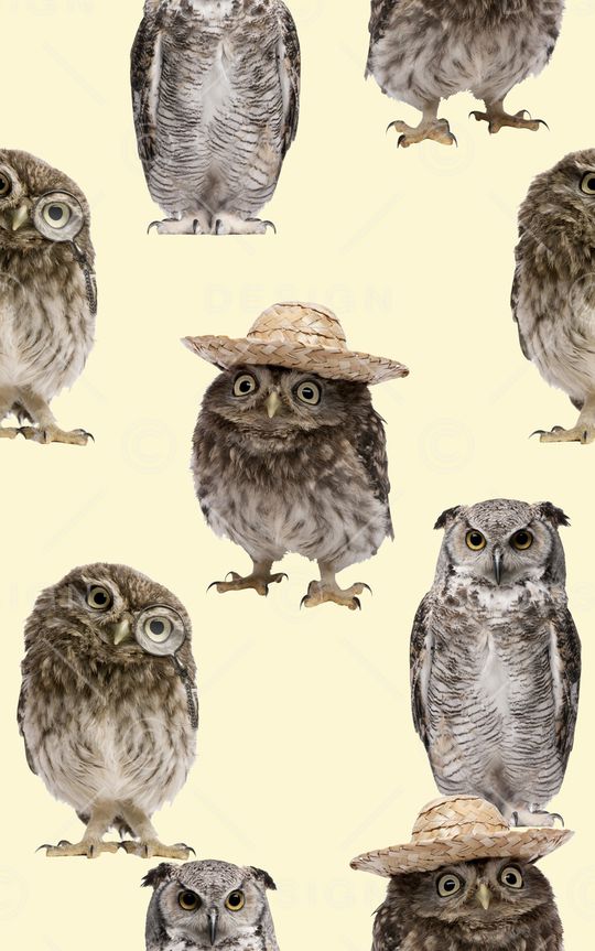 抽象3D动物猫头鹰数码印花印花华亿平台图片