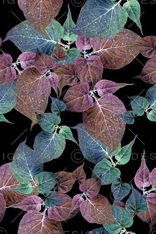 花朵印花华亿平台图片