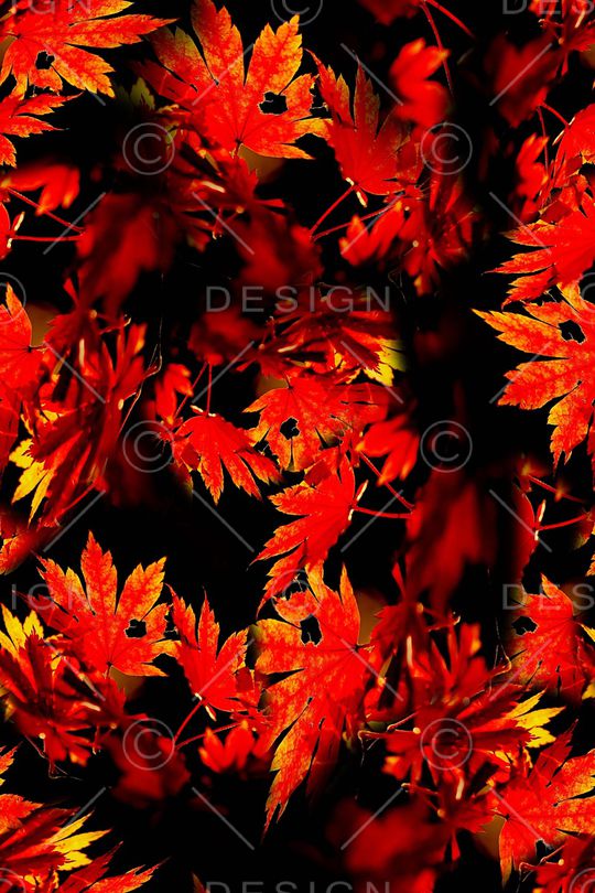 枫叶印花华亿平台图片