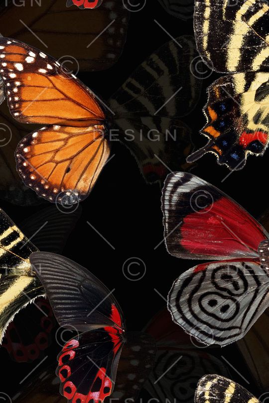 动物纹印花华亿平台图片