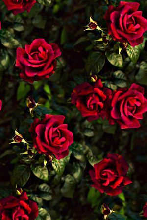 玫瑰花印花华亿平台图片