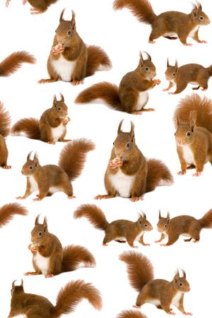 松鼠印花华亿平台图片