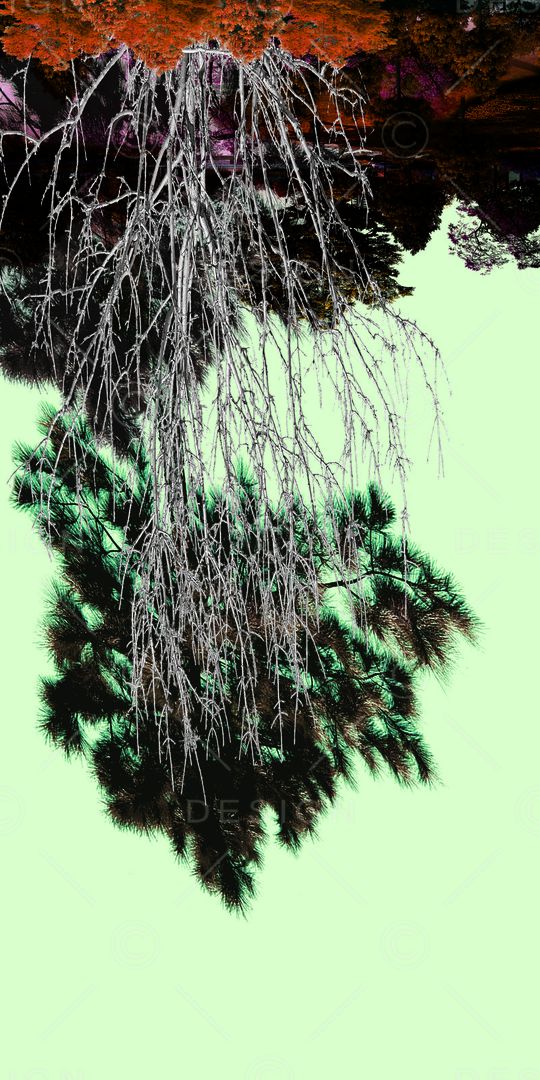 树林印花华亿平台图片