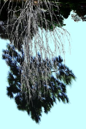 树林印花华亿平台图片