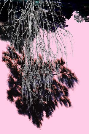 树林印花华亿平台图片