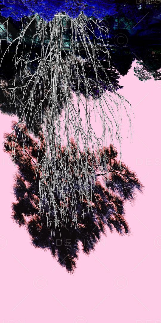 树林印花华亿平台图片