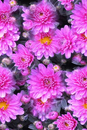 大花印花华亿平台图片