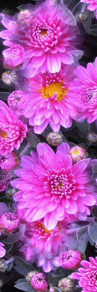 大花印花华亿平台图片