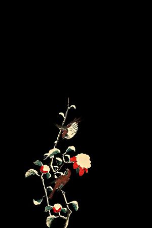 花鸟印花华亿平台图片