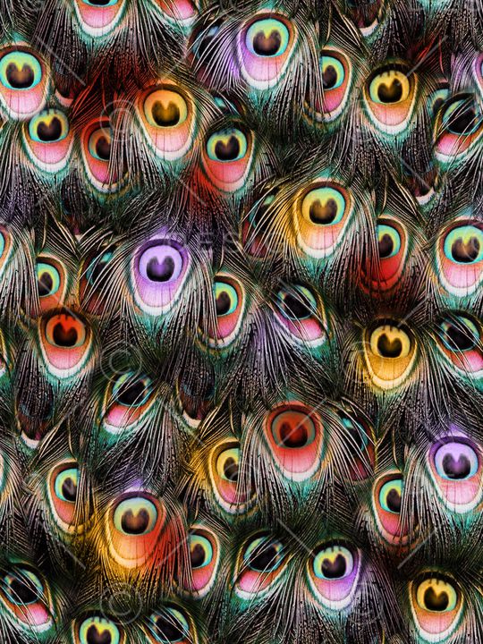 彩色潮流羽毛印花华亿平台图片