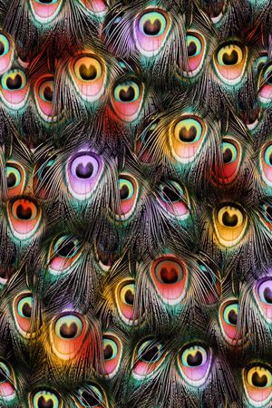 彩色潮流羽毛印花华亿平台图片