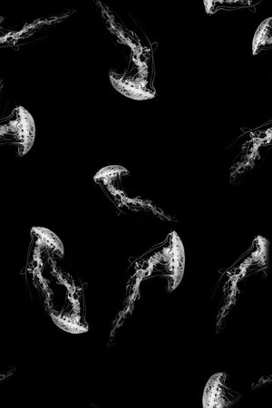 水母印花华亿平台图片