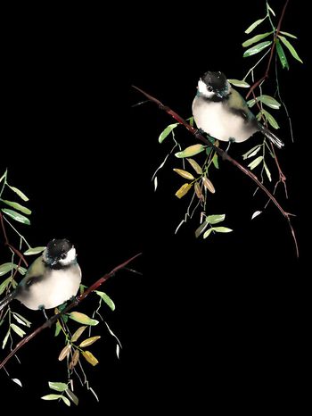 花鸟印花华亿平台图片