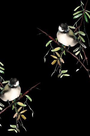 花鸟印花华亿平台图片