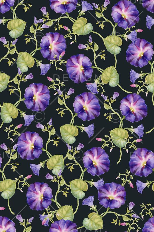 牵牛花印花华亿平台图片