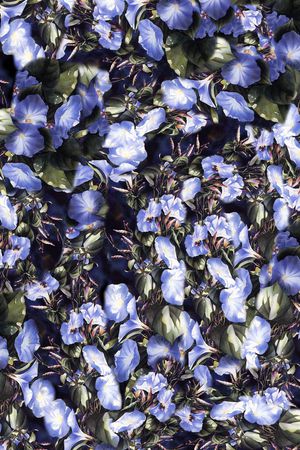 乱花印花华亿平台图片