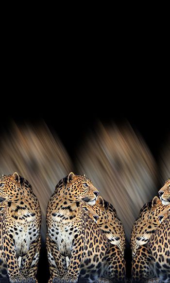 抽象动物豹子纹理数码印花印花华亿平台图片