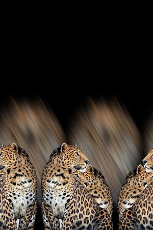 抽象动物豹子纹理数码印花印花华亿平台图片