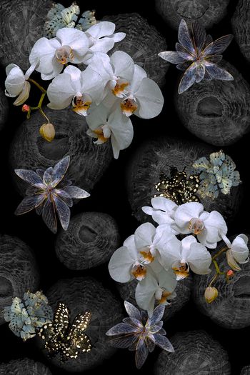 725072-海洋生物底纹蝴蝶乱花