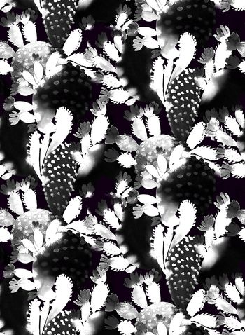 725404-热带仙人掌C