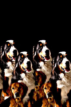 抽象手绘动物纹理斑点狗狗数码印花印花华亿平台图片