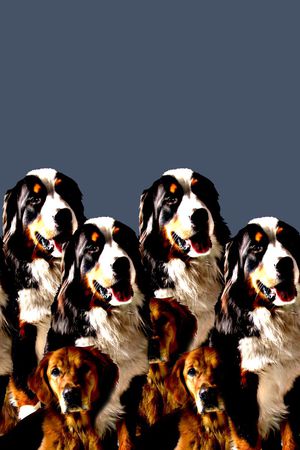 抽象手绘动物纹理斑点狗狗数码印花印花华亿平台图片