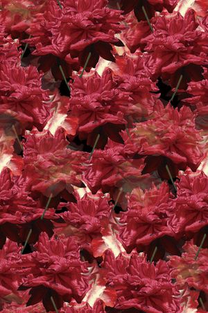 花朵印花华亿平台图片