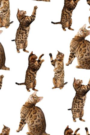 抽象手绘3D动物猫猫数码印花印花华亿平台图片