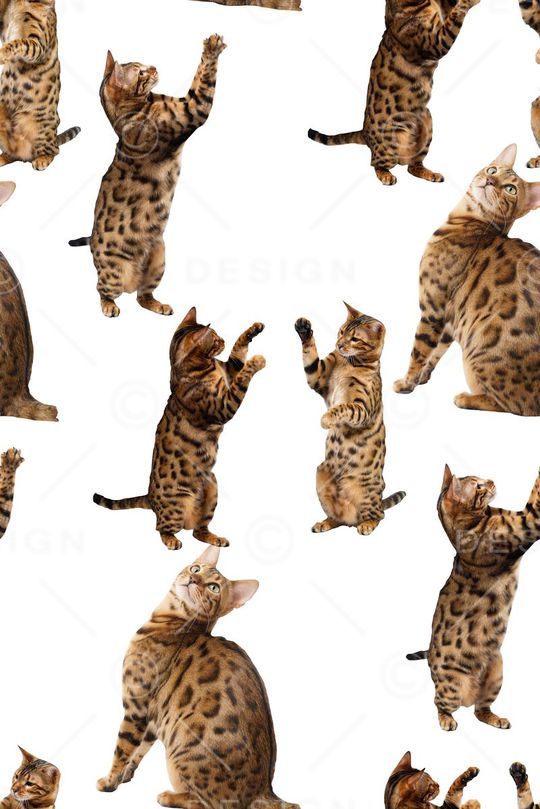 抽象手绘3D动物猫猫数码印花印花华亿平台图片