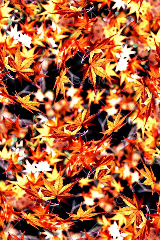 抽象手绘水彩画植物树叶子数码印花印花华亿平台图片