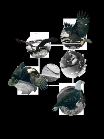 老鹰印花华亿平台图片