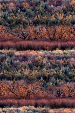 抽象手绘风景森林数码印花印花华亿平台图片
