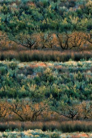 抽象手绘风景森林数码印花印花华亿平台图片