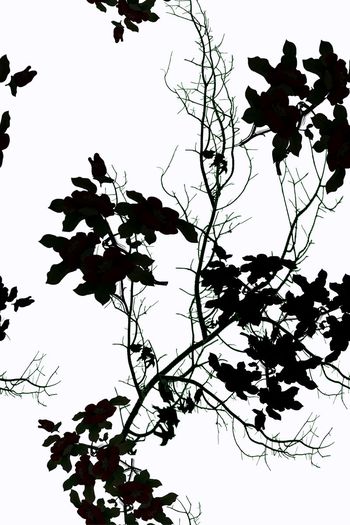 血红印花华亿平台图片