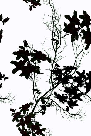 血红印花华亿平台图片