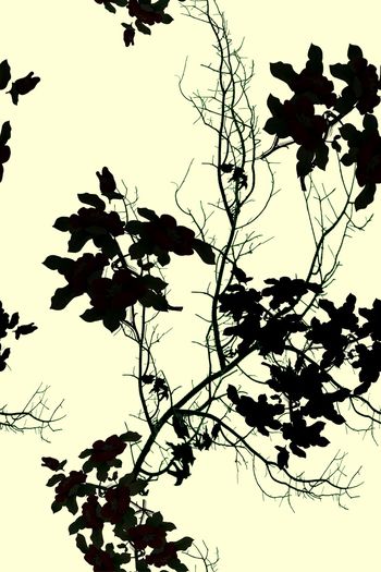 729063-黑色-黄色背景