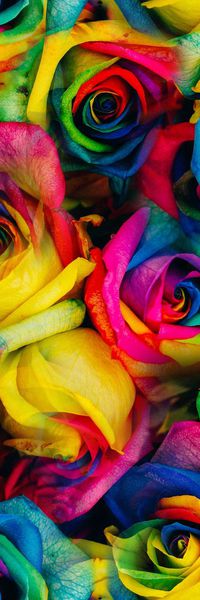 荷花印花华亿平台图片