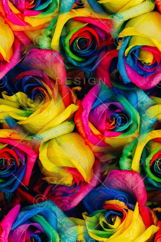 荷花印花华亿平台图片