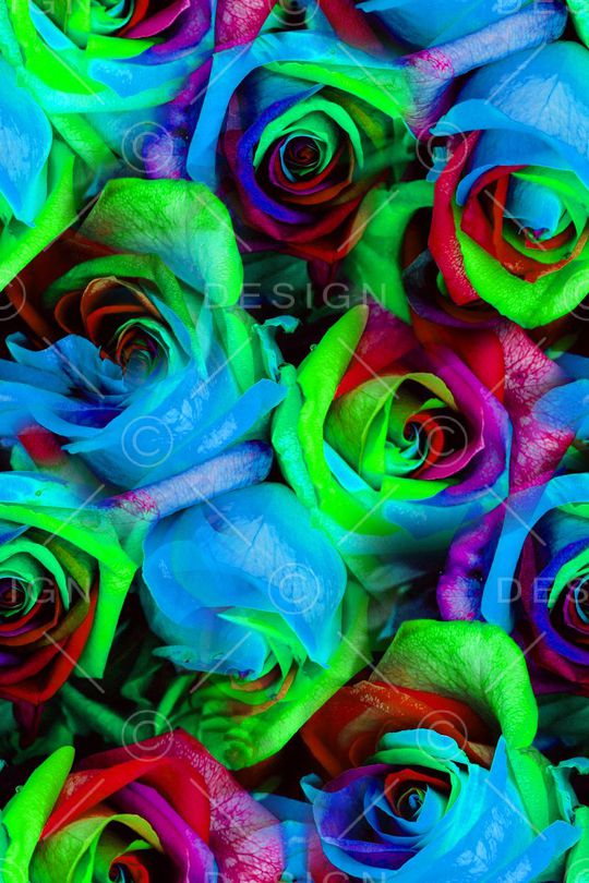 荷花印花华亿平台图片