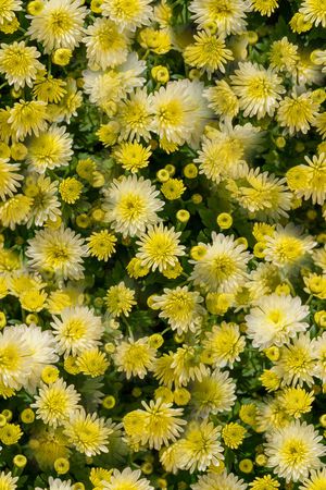 大花印花华亿平台图片