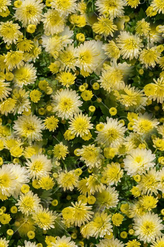 大花印花华亿平台图片