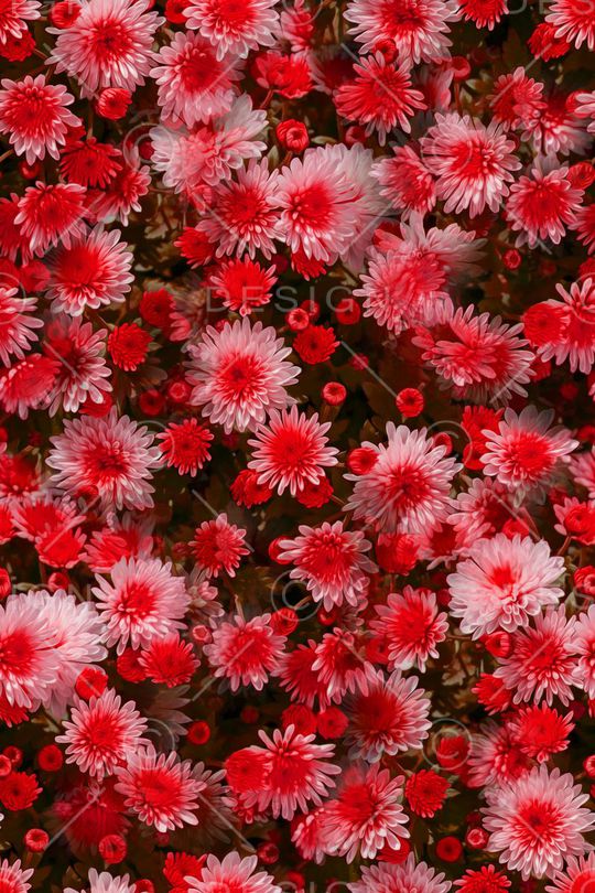 大花印花华亿平台图片