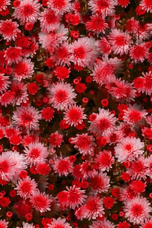 大花印花华亿平台图片