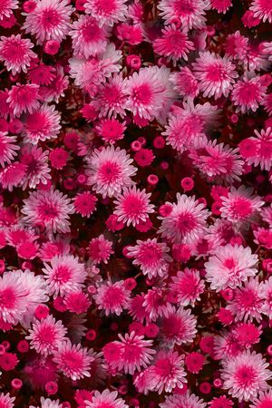 大花印花华亿平台图片