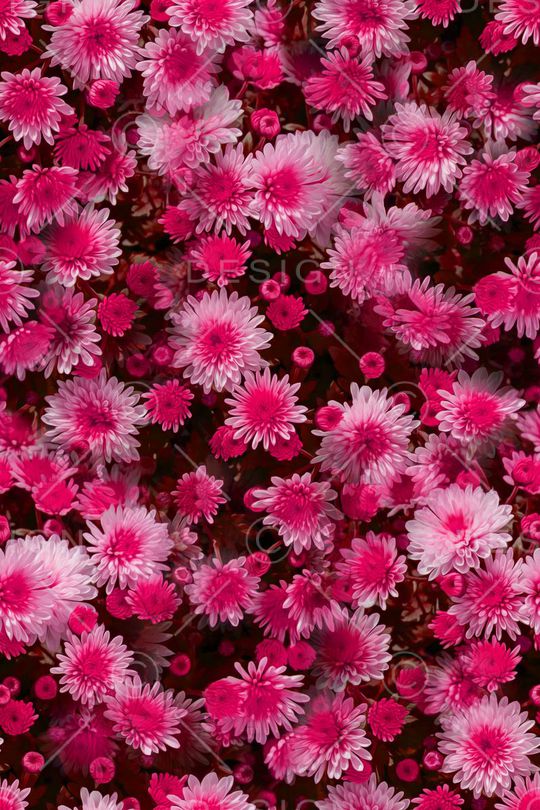 大花印花华亿平台图片