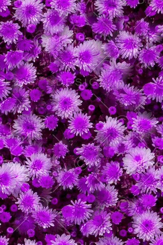 大花印花华亿平台图片