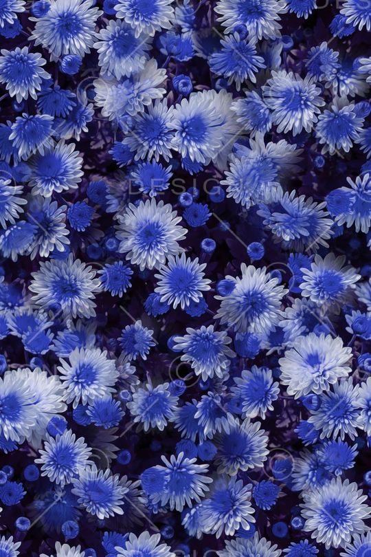 大花印花华亿平台图片