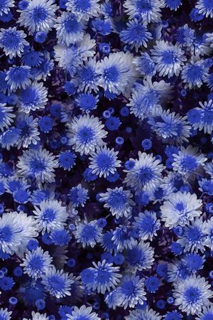 大花印花华亿平台图片